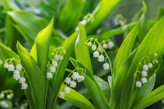 beautiful white lilies of the valley in the spring forest, illuminated by the first rays of the dawn sun.