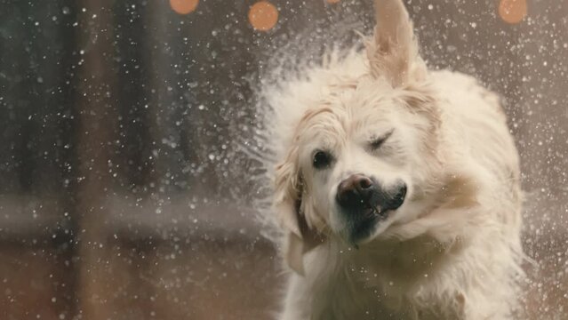 Dog shaking wet coat in extreme slow motion, English cream golden retriever shakes after bath outside in 4k 800fps