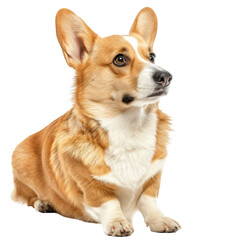 "Corgi with Its Characteristic Short Legs in die cut PNG Style Isolated on White and Transparent Background."