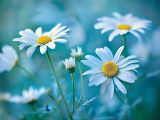 Delicate white daisies in a serene blue-green field
