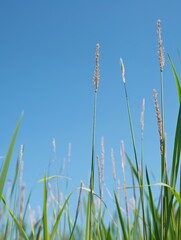 Tall grass and blue sky