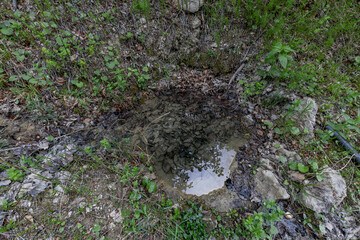 A natural spring in a forest clearing, with clear water, rocks, and various vegetation including ferns and leaves