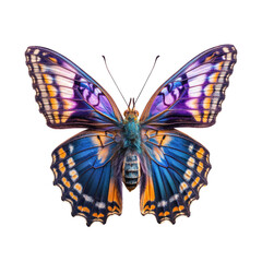 Tropical butterfly isolated on white background