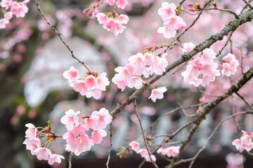 Blooming cherry blossoms in spring