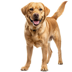 Labrador Retriever Wagging Its Tail Die-Cut PNG Style Isolated on White and Transparent Background