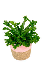 Naklejka premium gift potted plants, bouquets, flowers, garden flowers