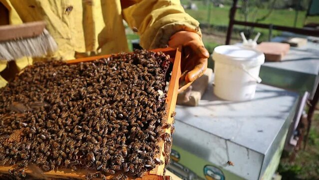 Close-up of beekeeper holding hive frame filled with honey bees for routine care and maintenance