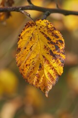Obraz premium Vibrant autumn leaf with intricate patterns