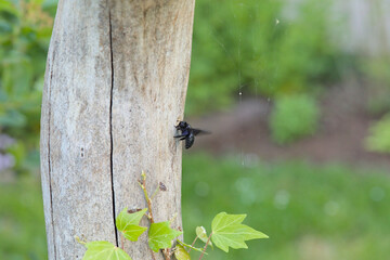 Black and blue Carpenter bees at the entrance hole to their brood chambers on a log. Green bokeh...