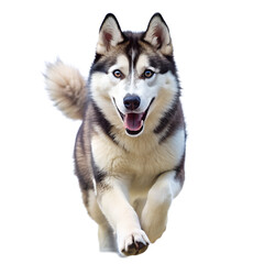 Alert Siberian Husky on White