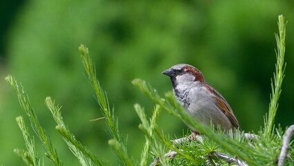Passer domesticus aka house sparrow perched on the tree. Common bird in Czech republic.