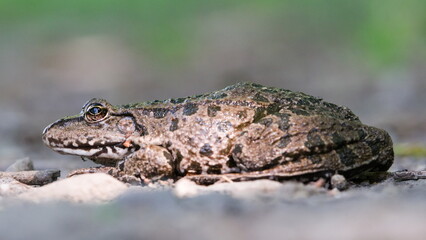 Naklejka premium Pelophylax ridibundus aka European marsh frog.