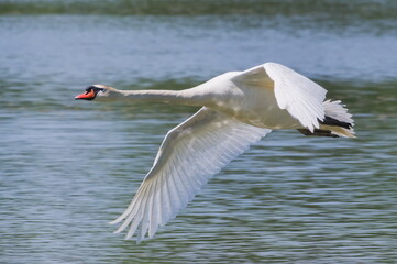 Giant waterfowl Cygnus olor aka Mute swan is flying over the pond. 