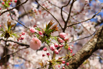 개화중인 겹벚꽃