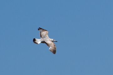 Larus cachinnans aka Caspian Gull is flying over the pond. Isolated on blue sky.