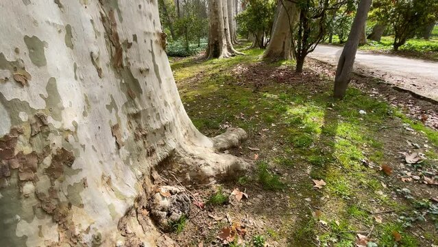 We see a walk of trees in a line of PLatanus hispanica alternating with other bushes on a dirt road, we observe the tremendous size of the Platanus trunks in the Jardin del Principe Aranjuez Spain