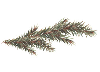 Winter fir branch with needles. Spruce, pine trees evergreen branch. Christmas botanical hand drawn illustration for design of greeting card, invitation print. Isolated clipart white background.