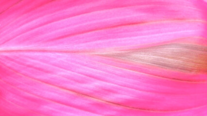 Pink leaf texture background. Big leaf in trendy colors 2023 viva magenta, copy space