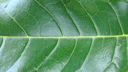 textured green plant leaves as nature background
