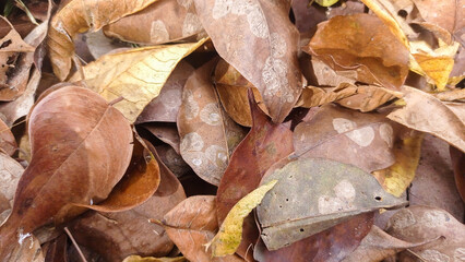 close up of many dry leaves of brown and yellow color as background, nature background, leaves background textures.