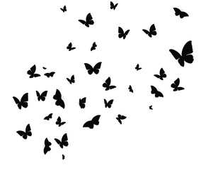 Black butterfly silhouettes. Outline butterflies romantic tattoo, tropical insects stencil. Summer and spring exotic symbols isolated vector set. Elegant wild flying moth of various shapes