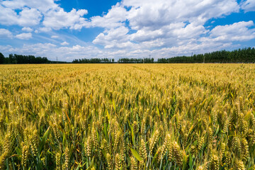 Wheat is growing in the field ,The wheat fields are under the blue sky and white clouds