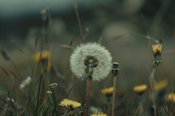 Field of dandelion in sunset