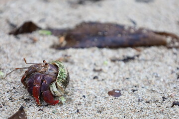 Ecuadorian hermit crab in Corcovado National Park, Osa peninsula, Costa Rica