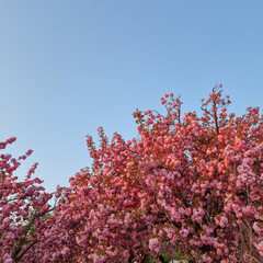경주 불국사 겹벛꽃