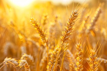 Wheat field. Ears of golden wheat close up. Beautiful nature sunset landscape. Rural landscape under bright sunlight. Background of ripening ears of wheat field. 