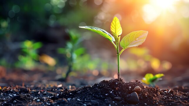 Young tree sapling growing in soil with sunlight in background, concept of growth and sustainability, copy space