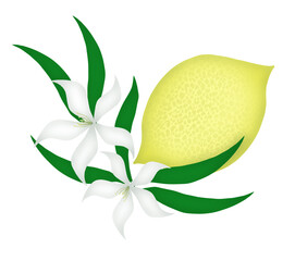Lemon with flowers and leaf