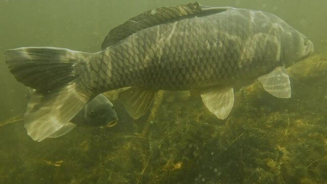 Six carp circle in front of the camera in slow motion. Check my Carps gallery for similar footage.