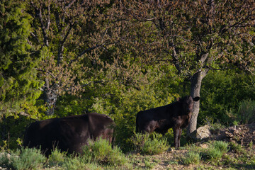 cow, animal, outdoors, nature, breeding, farm, view, plants, spr