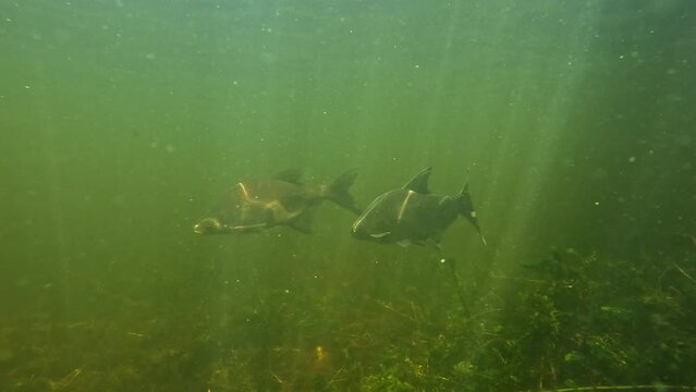 Two tench pass by. The tench is a favorite food of giant catfish and large pike.