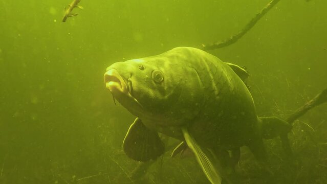 A carp swims up to the camera for a close-up. Focus on its eye, barbels, and nostrils. slow motion. Check my portofolio for similar footage.