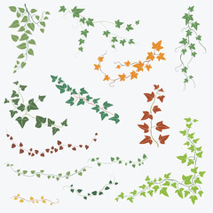 Floral ivy drawing decorative ornament flat design collection.
