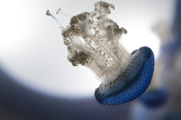 A jellyfish with a blue body and white tentacles swimming in the water - Powered by Adobe
