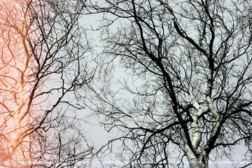 Forest Trees Autumn Crossed Branches silhouette Winter Trees in the Forrest