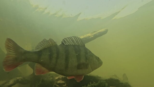 Slow motion and low angle shot towards the surface of a perch moving from left to right.