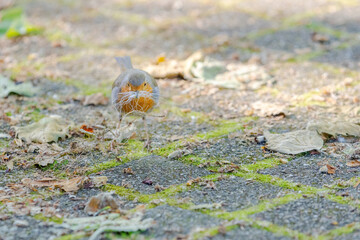 Close-up of robin bird perching on ground