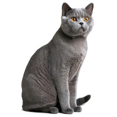 British Shorthair cat isolated on a transparent background