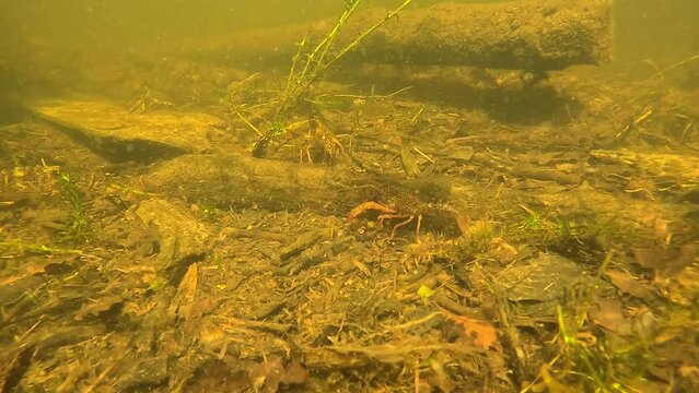 
Louisiana crayfish (Procambarus clarkii), an invasive and harmful animal, part of the diet of freshwater predatory fish.