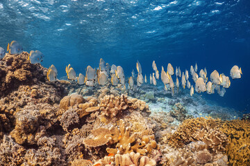 Real big group of batfish photography swim in atoll deep sea scuba dive explore travel activity...