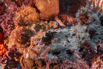 Real black nudibranch sea slug photography at coral reef in scuba dive explore travel activity with...