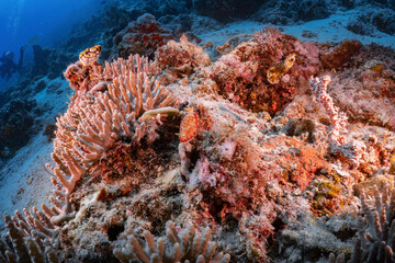 Real oprange nudibranch sea slug photography at coral reef in scuba dive explore travel activity...