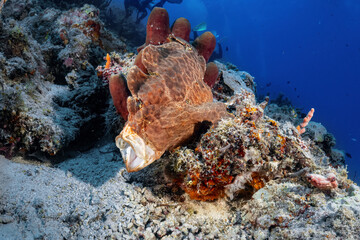 Real big frogfish photography lay at sea coral reef in scuba dive explore travel activity with...