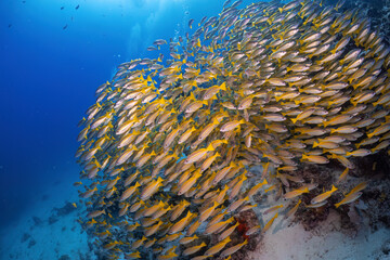 Real big group of five line yellow snapper photography swim in atoll deep sea scuba dive explore...