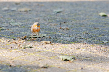 Close-up of robin bird perching on ground