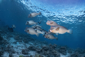 Real group of rare bumphead parrotfish photography swim in atoll deep sea scuba dive explore travel...